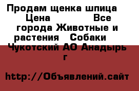 Продам щенка шпица.  › Цена ­ 15 000 - Все города Животные и растения » Собаки   . Чукотский АО,Анадырь г.